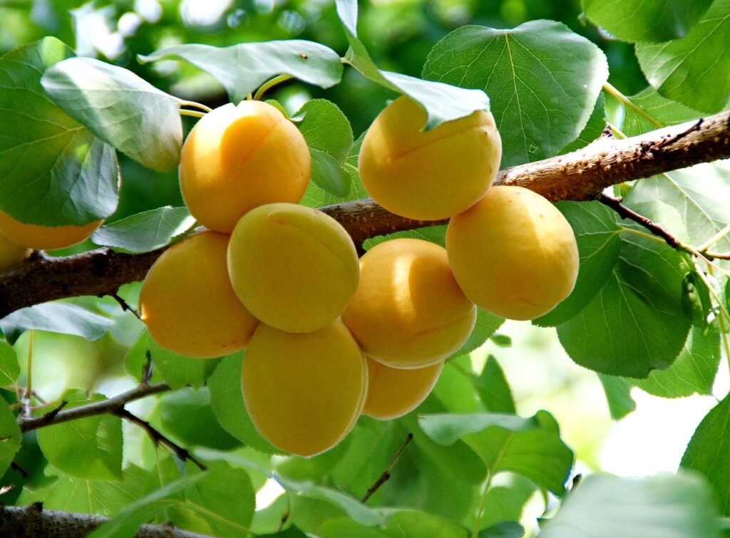 apricot, harvest, fruit-871493.jpg