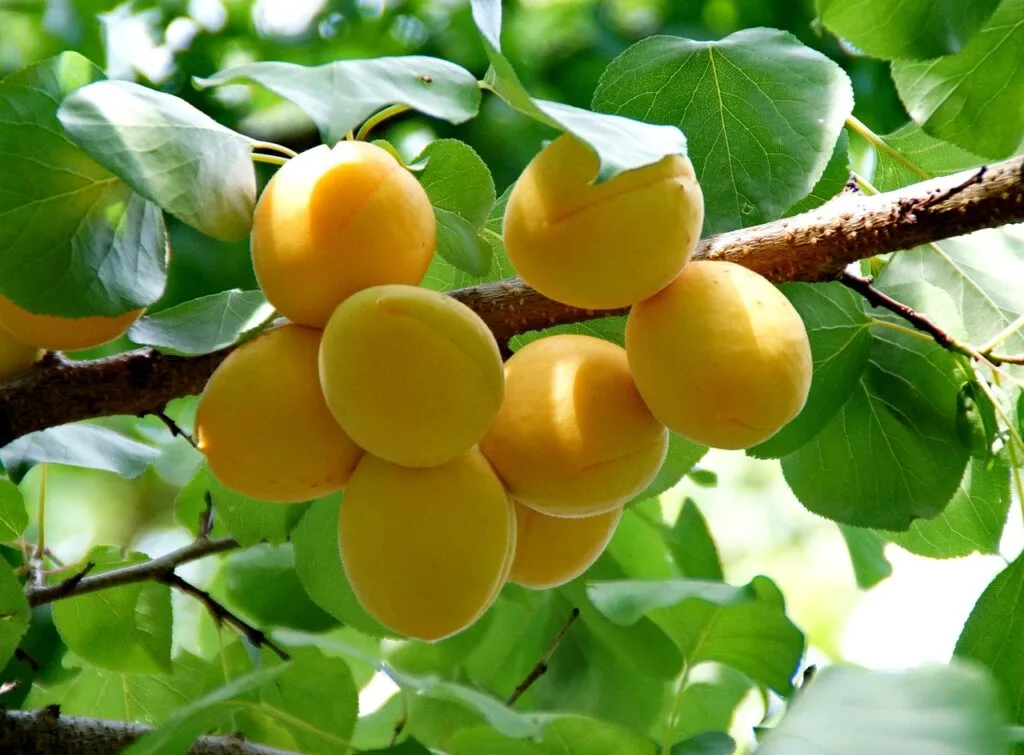 apricot, harvest, fruit-871493.jpg
