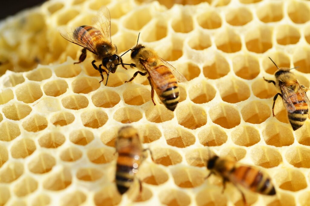 bees, building honeycomb, honey-352206.jpg