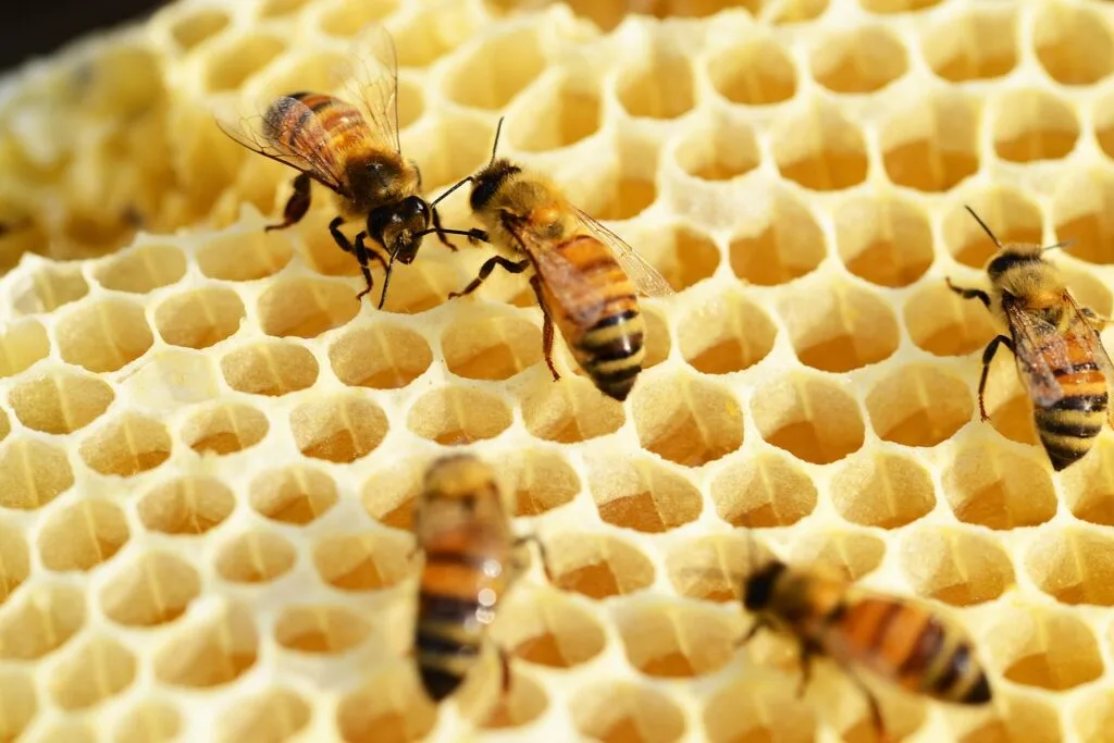 bees, building honeycomb, honey-352206.jpg