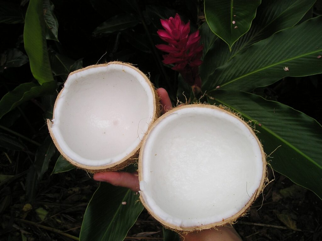 coconut, nature, samoa-43.jpg