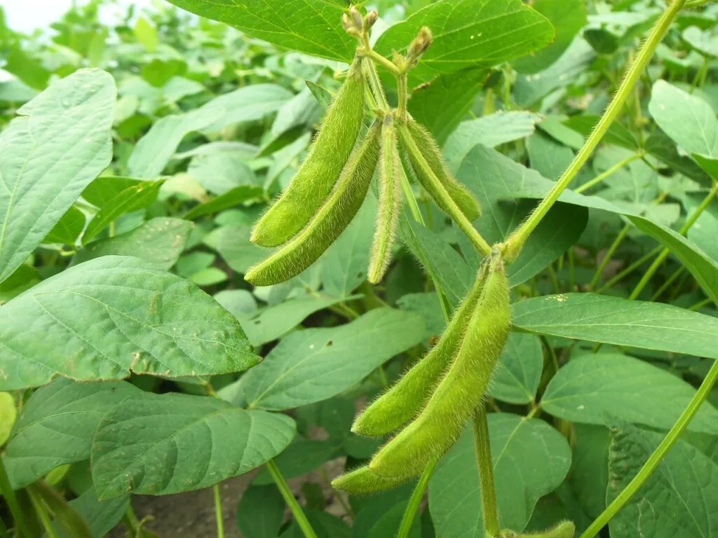 soy, pods, green-941737.jpg