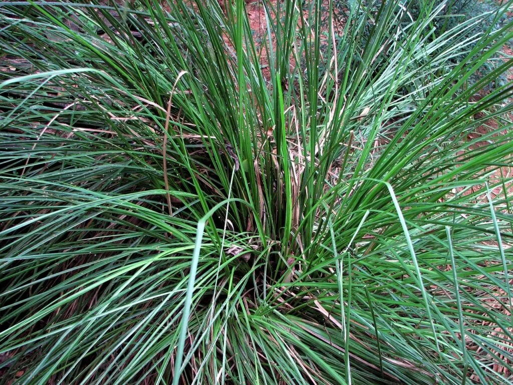 sweetgrass, grass, grass horst-67608.jpg