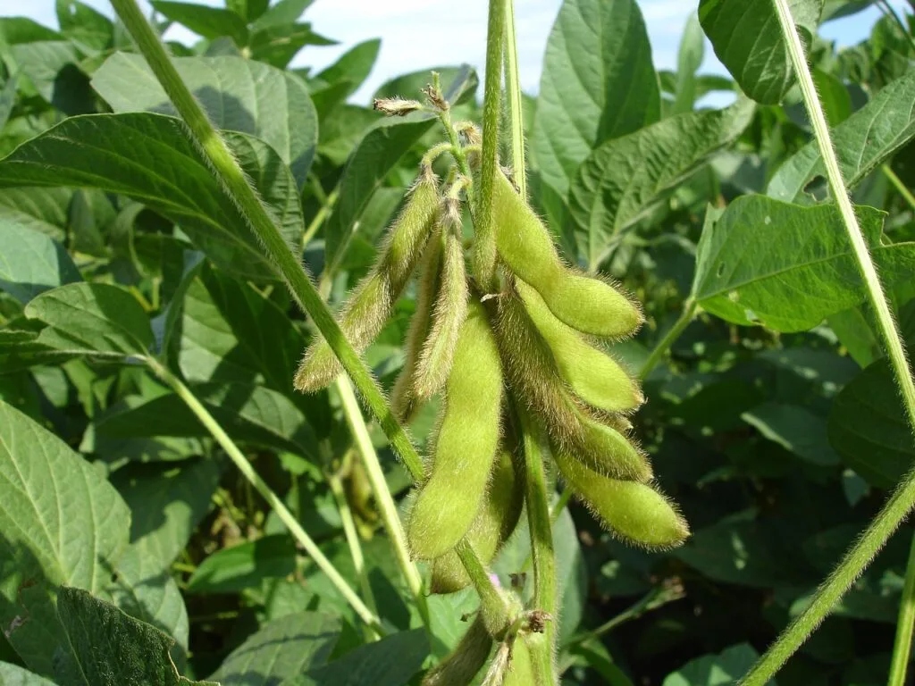 soy, hairs, pods-964324.jpg