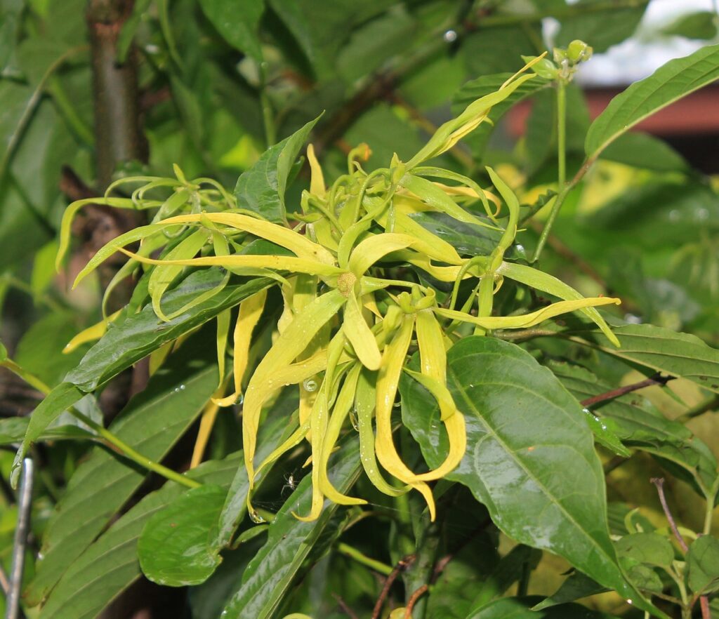 Ylang-ylang