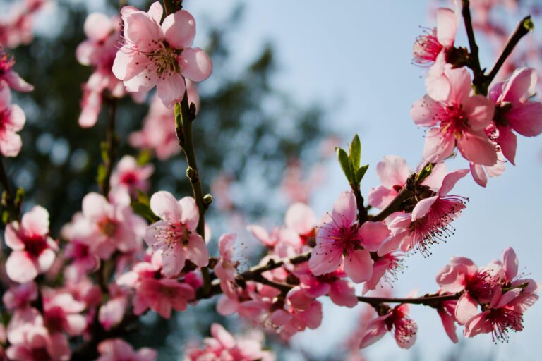 Close-up of vibrant pink cherry blossoms on a clear spring day.